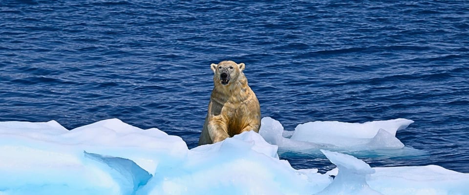A polar bear standing on an ice floe in deep blue Arctic waters