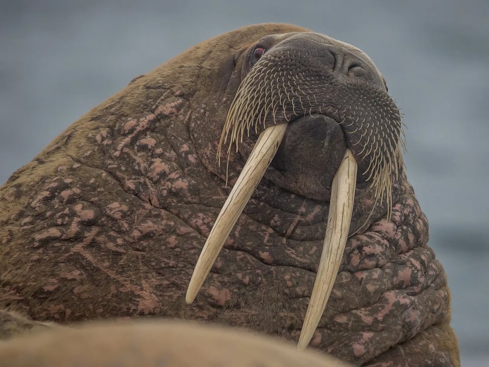 A close-up of a walrus with long ivory tusks resting on the shore in Svalbard