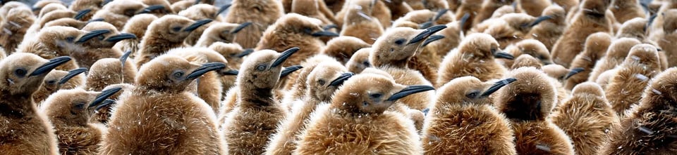 A dense crowd of fluffy brown king penguin chicks in a South Georgia colony