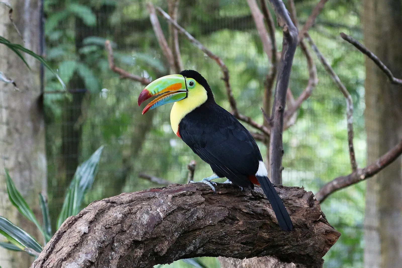 A keel-billed toucan perched on a branch in the Costa Rican rainforest