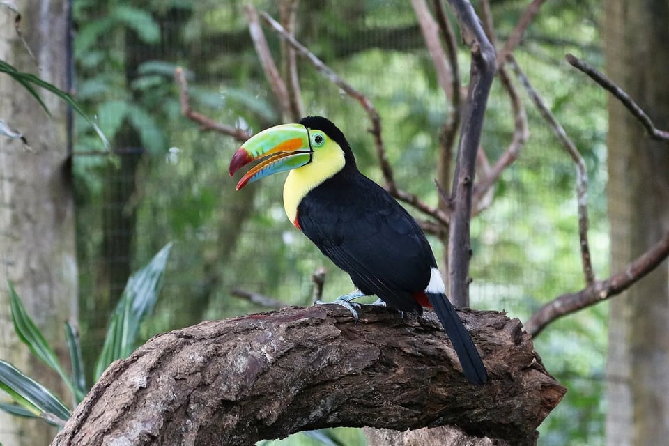 A keel-billed toucan with a bright rainbow beak perched on a branch in the Costa Rican rainforest