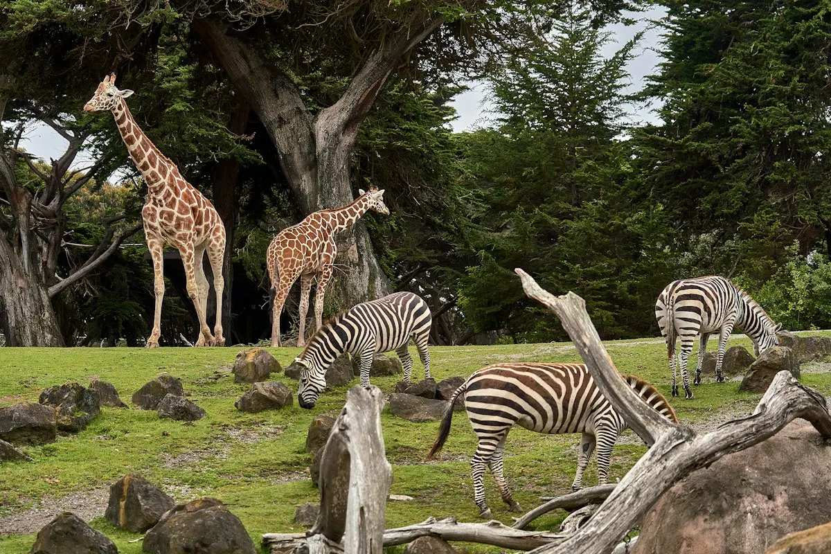Two giraffes and a herd of zebras grazing together on green grass