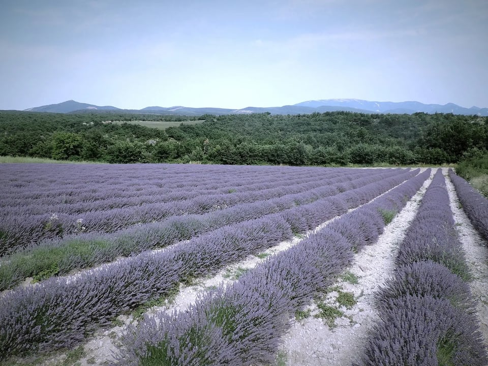 Rows of purple lavender stretching toward distant hills in Provence, France