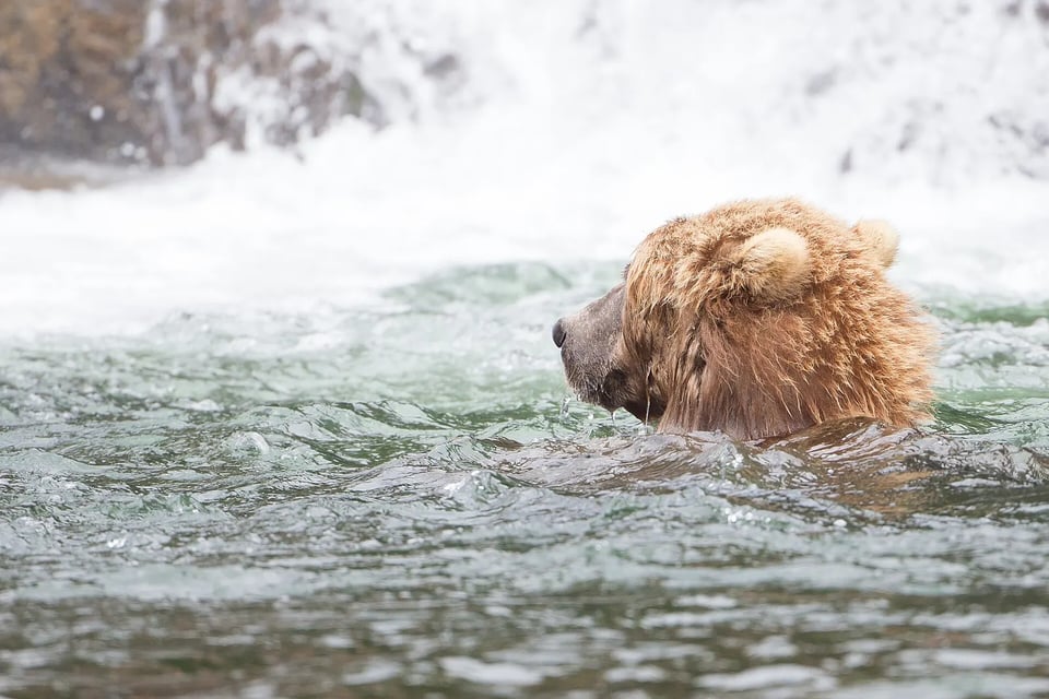 A brown bear wading through rushing white water at a waterfall in Alaska