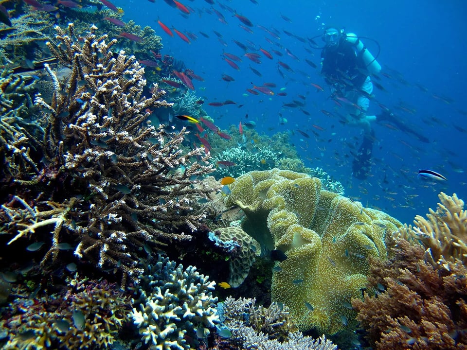 A colorful coral reef full of fish with a diver in the blue water of Raja Ampat, Indonesia