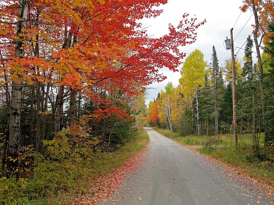 Red, orange and gold autumn trees lining a country road near Flagstaff Lake, Maine