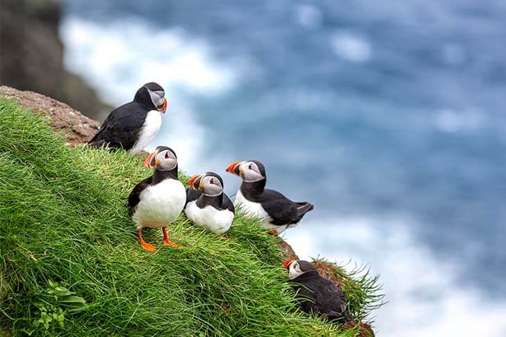 Atlantic puffins gathered on a grassy sea cliff above the ocean