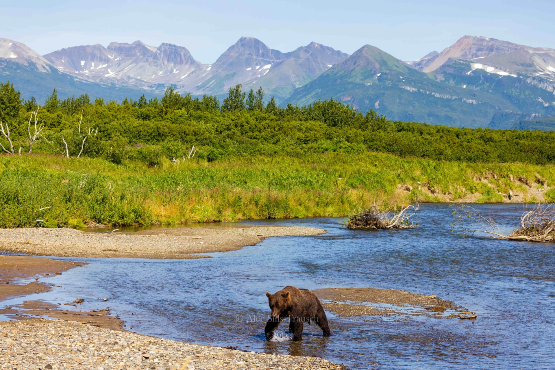 A brown bear wading through a shallow river with snow-dusted mountains rising behind
