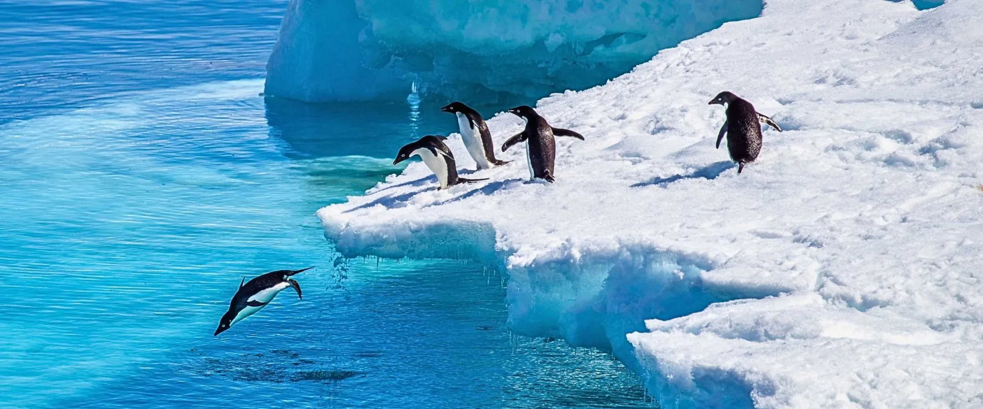 Adélie penguins on a snow-covered ice shelf, one diving headfirst into vivid turquoise water below