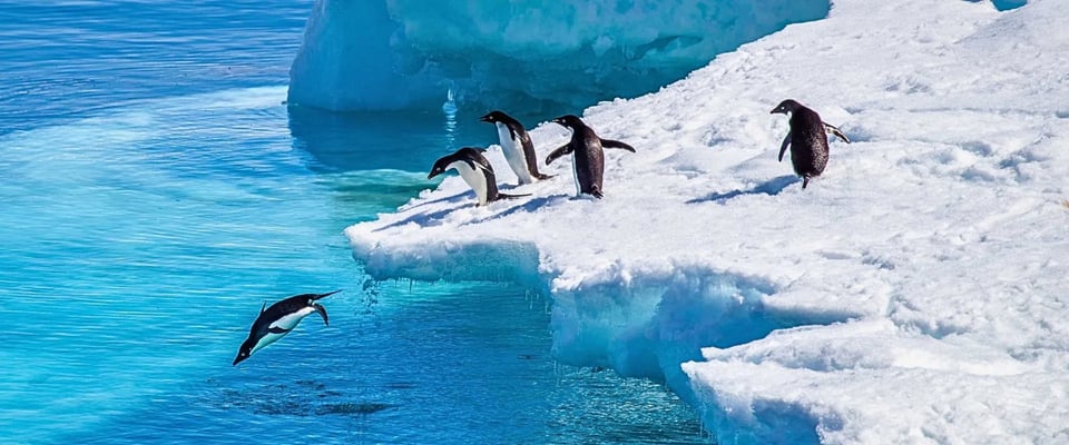Adélie penguins on a snow-covered ice shelf, one diving headfirst into vivid turquoise water below