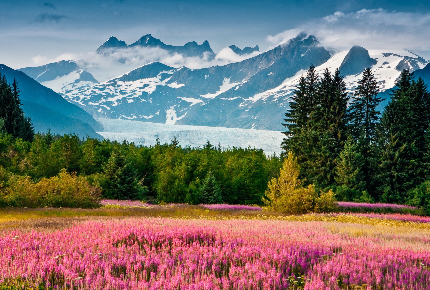 A field of pink fireweed in front of a pale blue glacier and snow-dusted mountains in Alaska