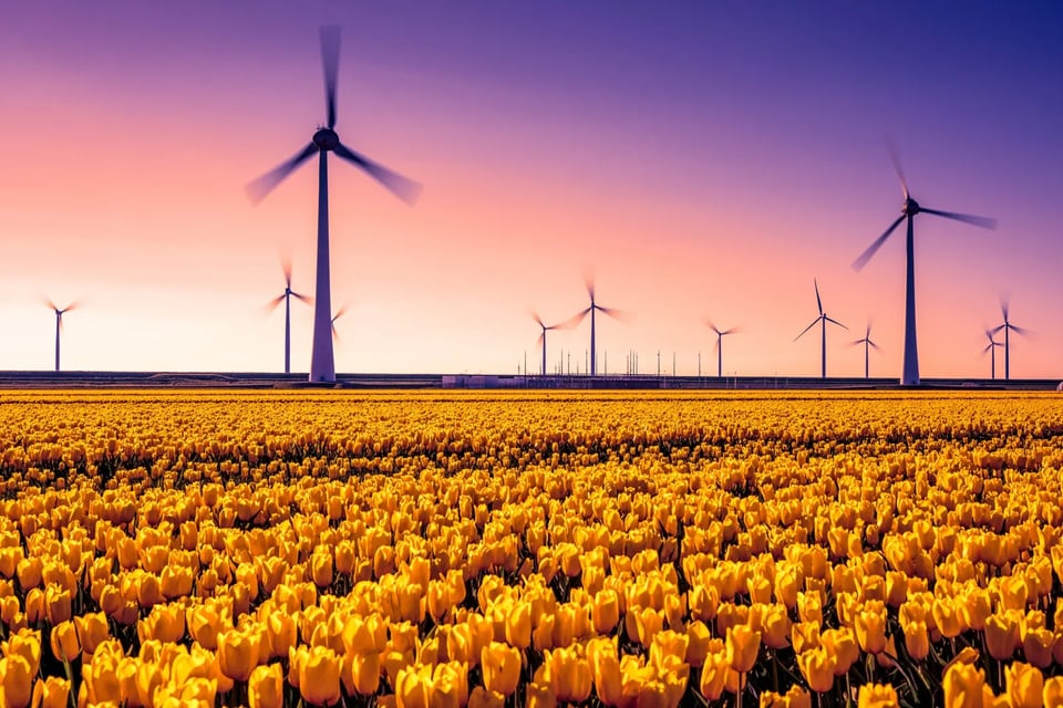 A field of yellow Dutch tulips under a pink and purple evening sky in the Netherlands