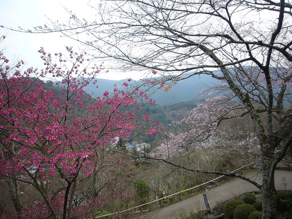 Pink cherry blossoms in bloom on the hillside grounds of Hasedera Temple in Japan