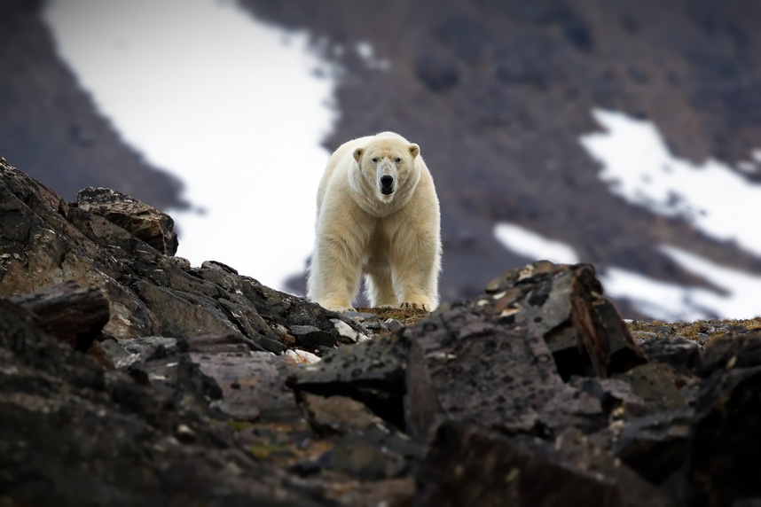 Polar bear on a rocky mountain in Svalbard, Norw