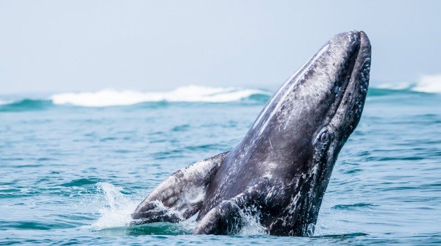 Read more about the article Wild Baja California Escape: The Whales of Magdalena Bay
