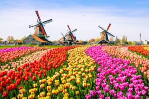 Read more about the article Top 5 Things To Do In Amsterdam